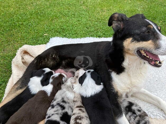 Gorgeous litter of Collie puppies for sale in Caernarfon, Gwynedd