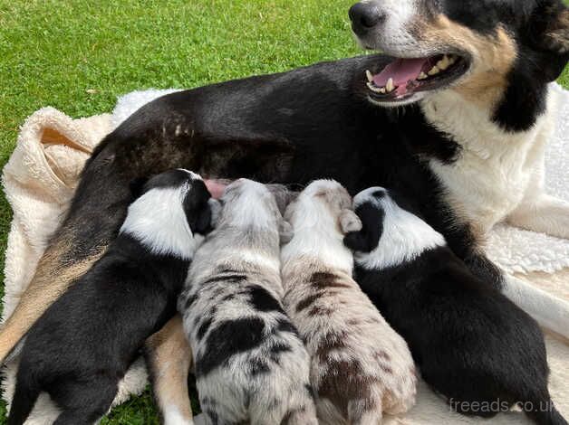 Gorgeous litter of Collie puppies for sale in Caernarfon, Gwynedd - Image 2