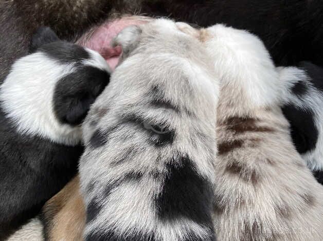 Gorgeous litter of Collie puppies for sale in Caernarfon, Gwynedd - Image 3