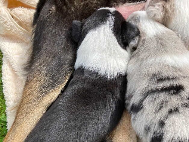 Gorgeous litter of Collie puppies for sale in Caernarfon, Gwynedd - Image 4