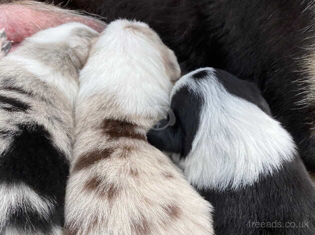 Gorgeous litter of Collie puppies for sale in Caernarfon, Gwynedd - Image 5