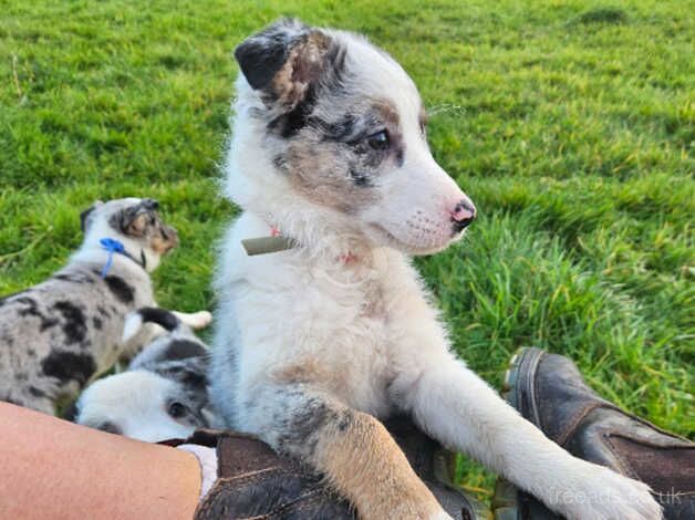 Gorgeous merle and black & white border collie puppies for sale in Brecon/Aberhonddu, Powys