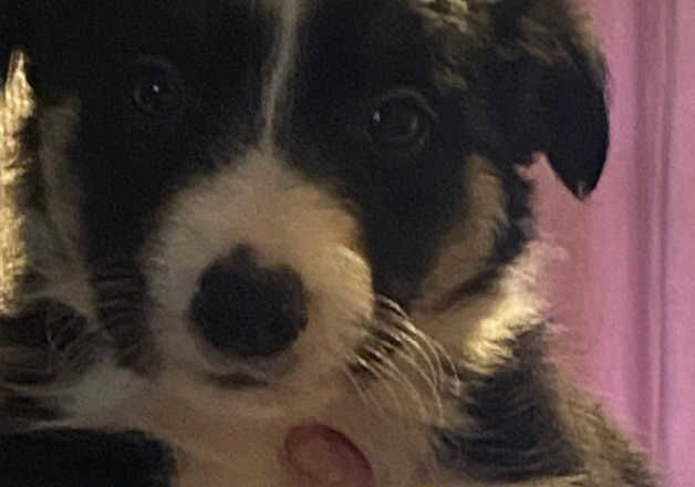 GORGEOUS PLAYFUL MIXED LITTER OF BORDER COLLIES for sale in Scunthorpe, Lincolnshire