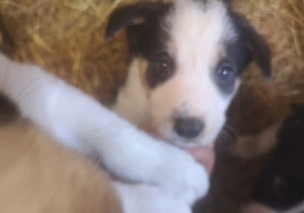 Gorgeous pups from working parents for sale in Tavistock, Devon