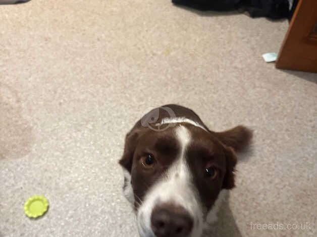 Gorgeous Red collie puppy for sale in St Andrews, Fife