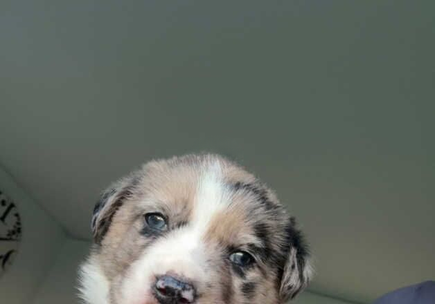 White Border Collies