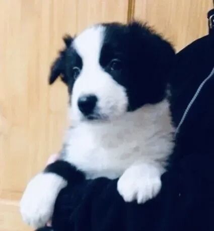 ISDS/KC REGISTERED BORDER COLLIE PUPS for sale in Steeton, West Yorkshire