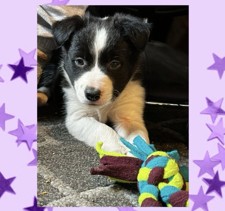 ISDS Pedigree Registered Border Collie Puppies Ready 01/02/2025 for sale in Ripon, North Yorkshire