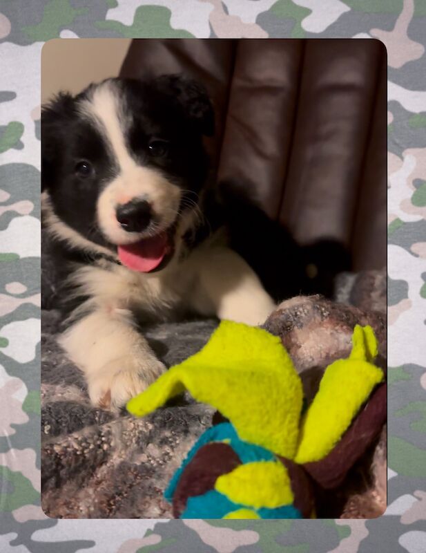 ISDS Pedigree Registered Border Collie Puppies Ready 01/02/2025 for sale in Ripon, North Yorkshire - Image 2