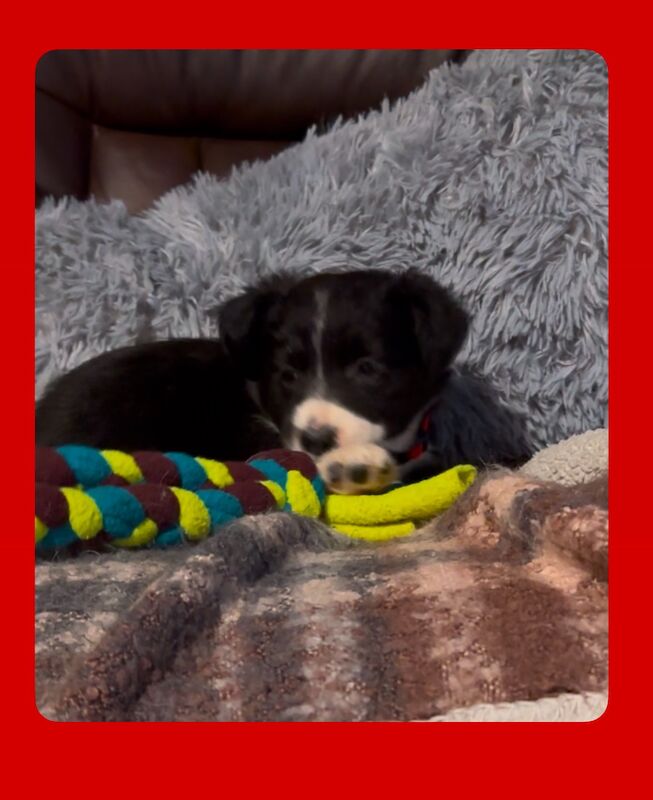 ISDS Pedigree Registered Border Collie Puppies Ready 01/02/2025 for sale in Ripon, North Yorkshire - Image 3