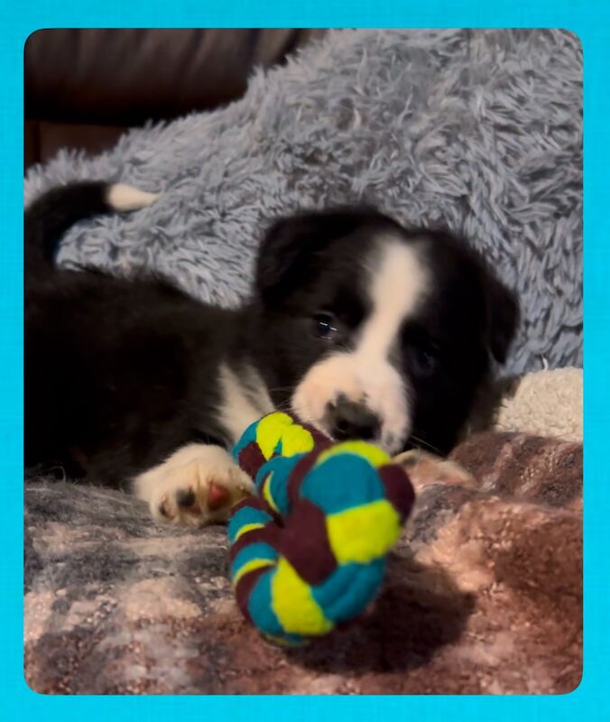 ISDS Pedigree Registered Border Collie Puppies Ready 01/02/2025 for sale in Ripon, North Yorkshire - Image 4