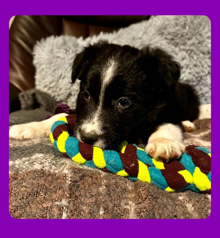 ISDS Pedigree Registered Border Collie Puppies Ready 01/02/2025 for sale in Ripon, North Yorkshire - Image 5