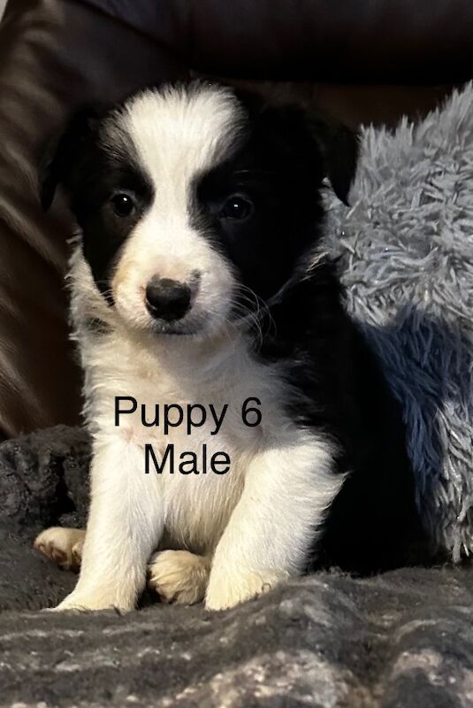 ISDS Pedigree Registered Border Collie Puppies Ready 01/02/2025 for sale in Ripon, North Yorkshire - Image 6