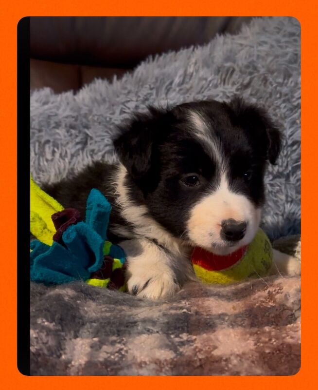 ISDS Pedigree Registered Border Collie Puppies Ready 01/02/2025 for sale in Ripon, North Yorkshire - Image 7