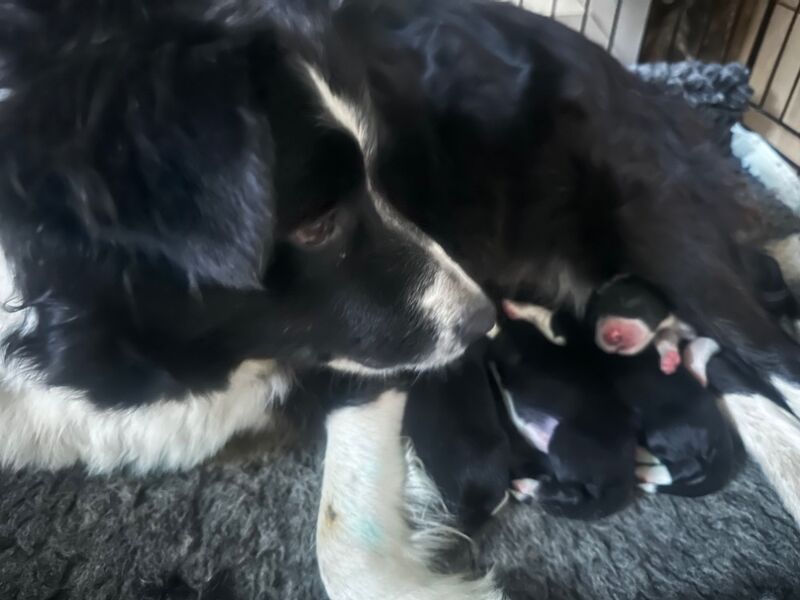 ISDS Pedigree Registered Border Collie Puppies Ready 01/02/2025 for sale in Ripon, North Yorkshire - Image 9