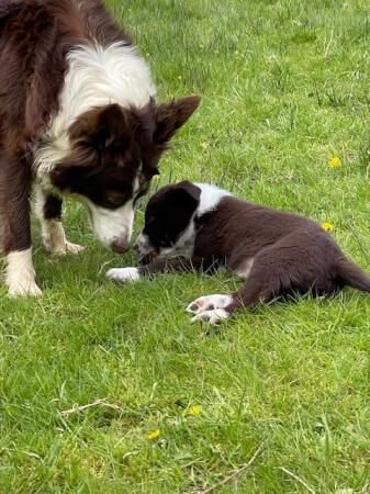 ISDS Reg Border Collie male puppies for sale in Hexham, Northumberland - Image 1