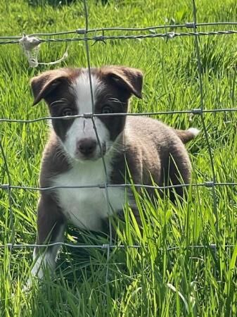 ISDS Reg Border Collie male puppies for sale in Hexham, Northumberland - Image 2