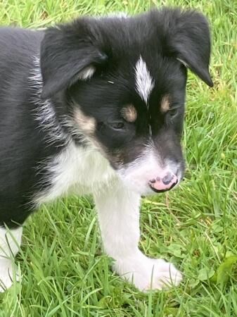 Isds reg border collie puppies for sale in Lincoln, Lincolnshire