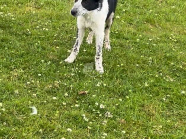 ISDS registered collie for sale in Amlwch, Isle of Anglesey