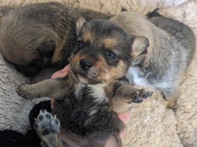 Jack Russell x for sale in Antrim - Image 5