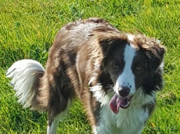 KC registered border collie puppies for sale in Matlock, Derbyshire - Image 1