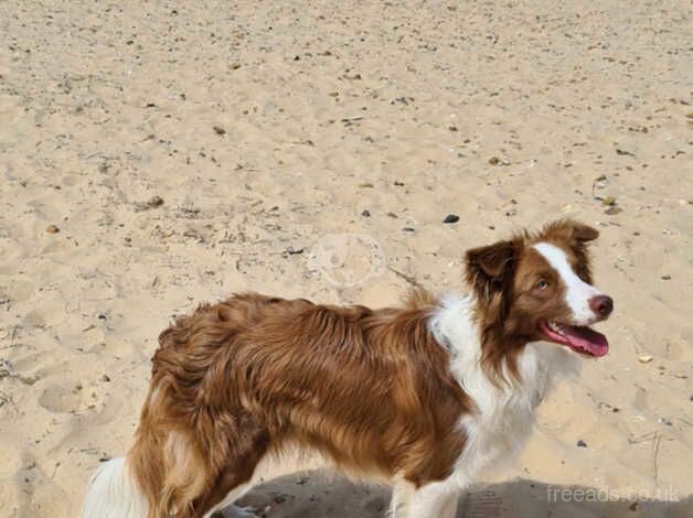 KC registered border collie puppies for sale in Matlock, Derbyshire - Image 2