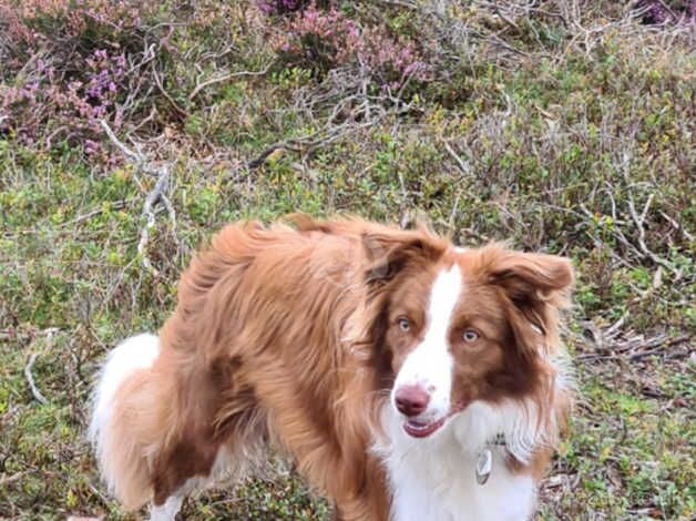 KC registered border collie puppies for sale in Matlock, Derbyshire - Image 3