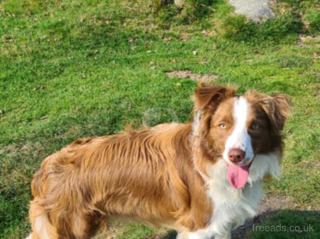 KC registered border collie puppies for sale in Matlock, Derbyshire - Image 4