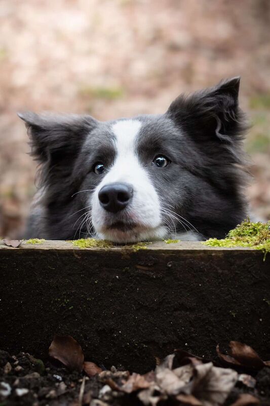 KC Registered Fully health Tested Border Collie puppies for sale in Belper, Derbyshire - Image 2