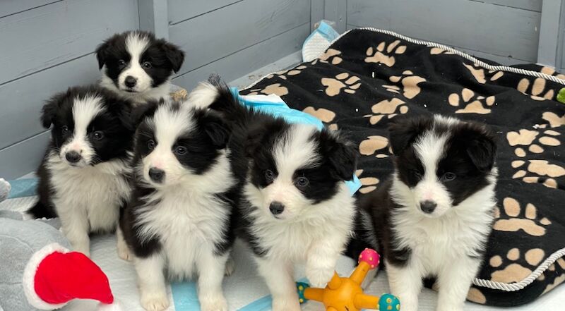 KC Registered Fully health Tested Border Collie puppies for sale in Belper, Derbyshire - Image 3