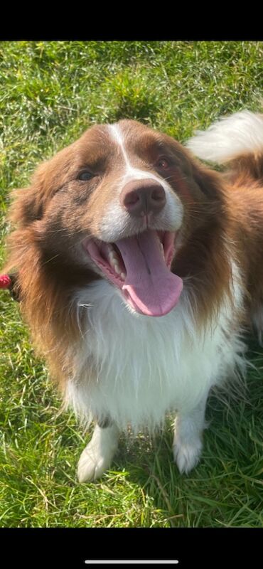 KC Registered Fully health Tested Border Collie puppies for sale in Belper, Derbyshire - Image 4