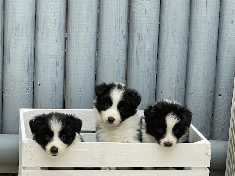 KC Registered Fully health Tested Border Collie puppies for sale in Belper, Derbyshire - Image 5