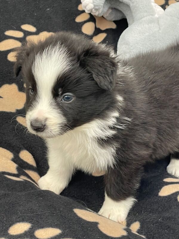 KC Registered Fully health Tested Border Collie puppies for sale in Belper, Derbyshire - Image 6