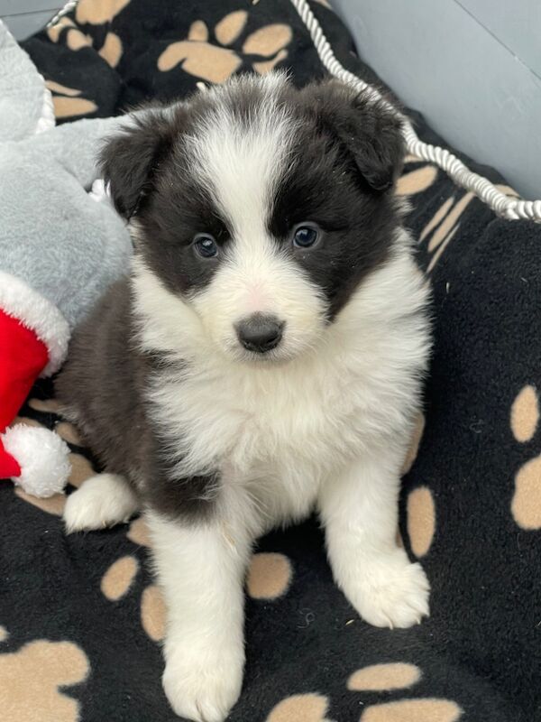 KC Registered Fully health Tested Border Collie puppies for sale in Belper, Derbyshire - Image 8