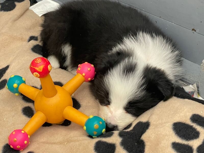 KC Registered Fully health Tested Border Collie puppies for sale in Belper, Derbyshire - Image 9