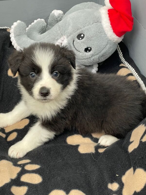 KC Registered Fully health Tested Border Collie puppies for sale in Belper, Derbyshire - Image 10