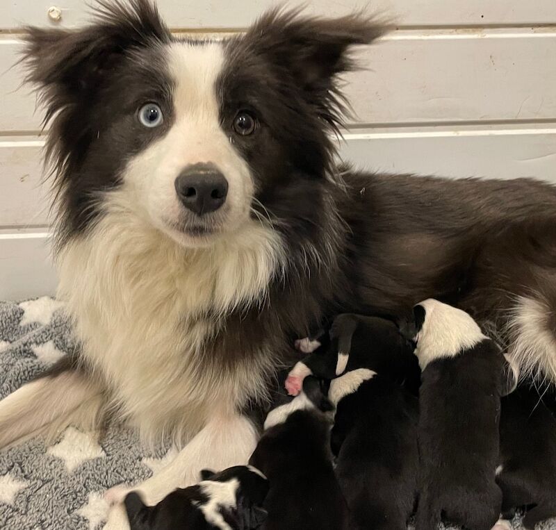 KC Registered Fully health Tested Border Collie puppies for sale in Belper, Derbyshire - Image 11