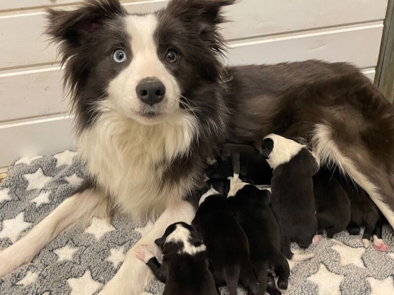 KC Registered Fully health Tested Border Collie puppies for sale in Belper, Derbyshire - Image 12