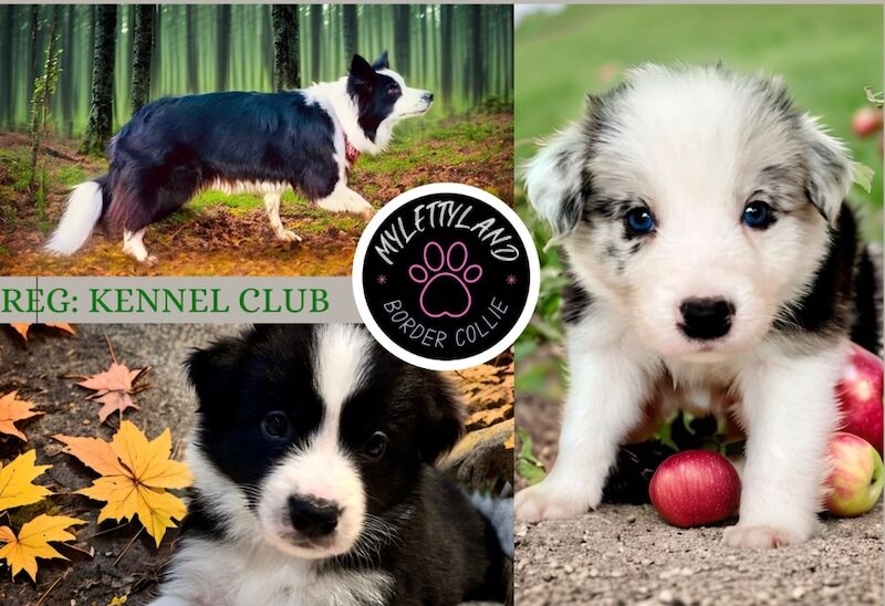 Kennel Club DNA tested Champions line Border Collie for sale in Leeds, West Yorkshire