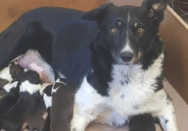 KENNEL CLUB REGISTERED BORDER COLLIE PUPPIES for sale in Morpeth, Northumberland