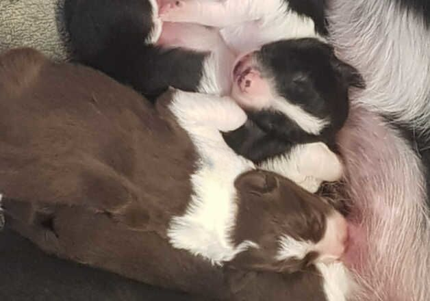 KENNEL CLUB REGISTERED BORDER COLLIE PUPPIES for sale in Morpeth, Northumberland - Image 2