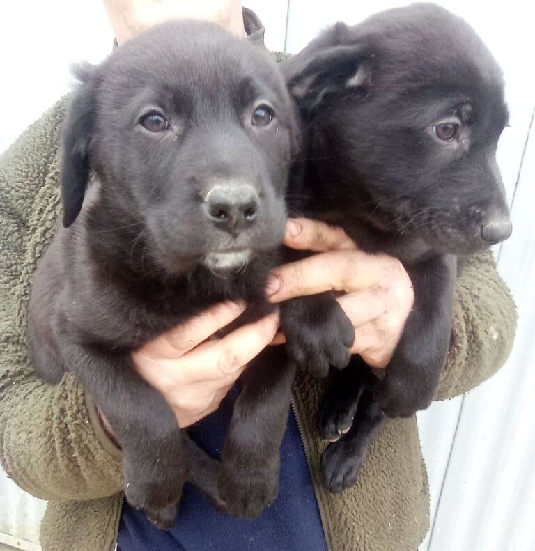 Labrador x Collie Pups for sale in Maud, Aberdeenshire