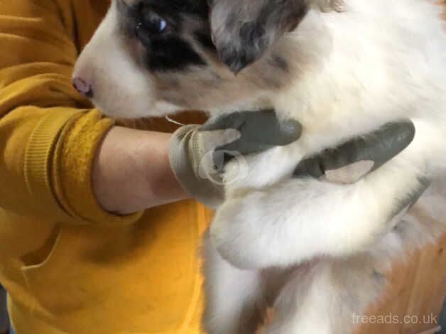 Last Blue Merle Puppy ready for his forever home for sale in Keighley, West Yorkshire