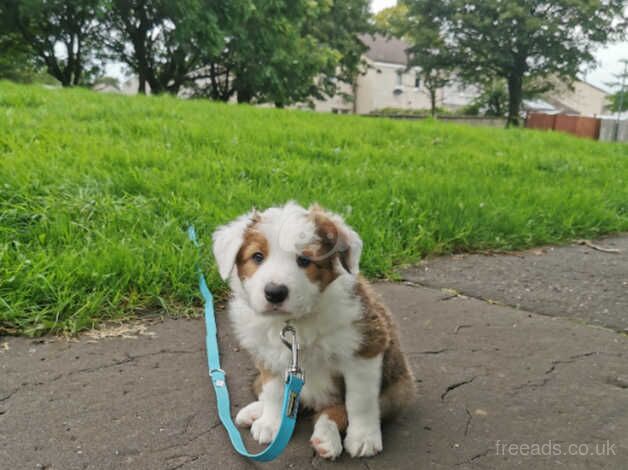 LAST ONE LEFT Reduced price Ultra Rare Sable Tricolour Border Collie for sale in Saltcoats, North Ayrshire - Image 1