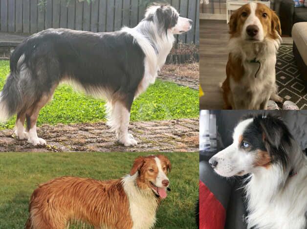 LAST ONE LEFT Reduced price Ultra Rare Sable Tricolour Border Collie for sale in Saltcoats, North Ayrshire - Image 2