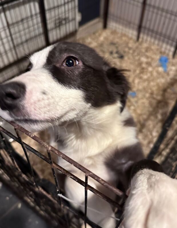 Brown/Chocolate Border Collies