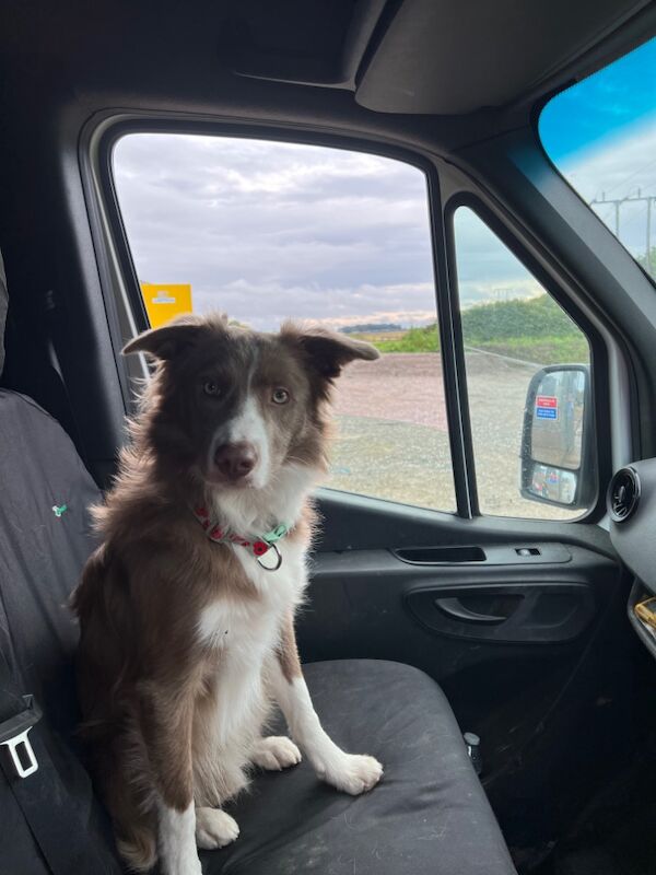 Lilac Border Collie for sale in Whitby, North Yorkshire - Image 2