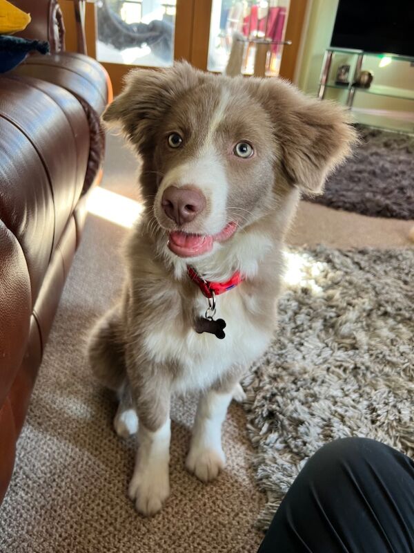 Lilac Border Collie for sale in Whitby, North Yorkshire - Image 3