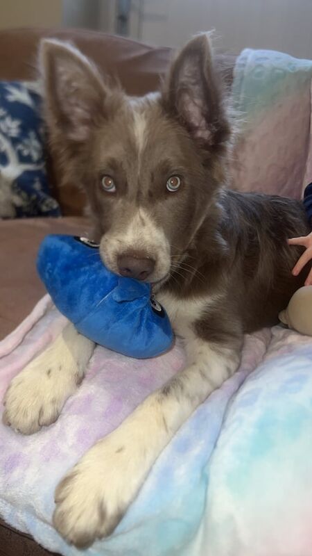 Lilac Border Collie puppy for sale in Kesh, Fermanagh