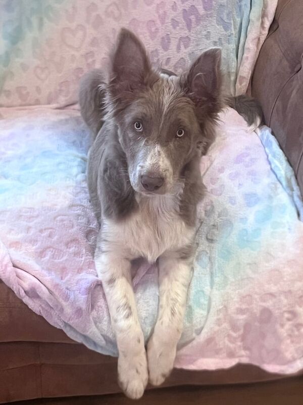 Lilac Border Collie puppy for sale in Kesh, Fermanagh - Image 2